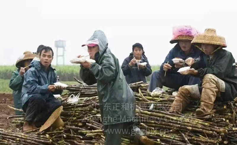 甘蔗全机械化生产和收获