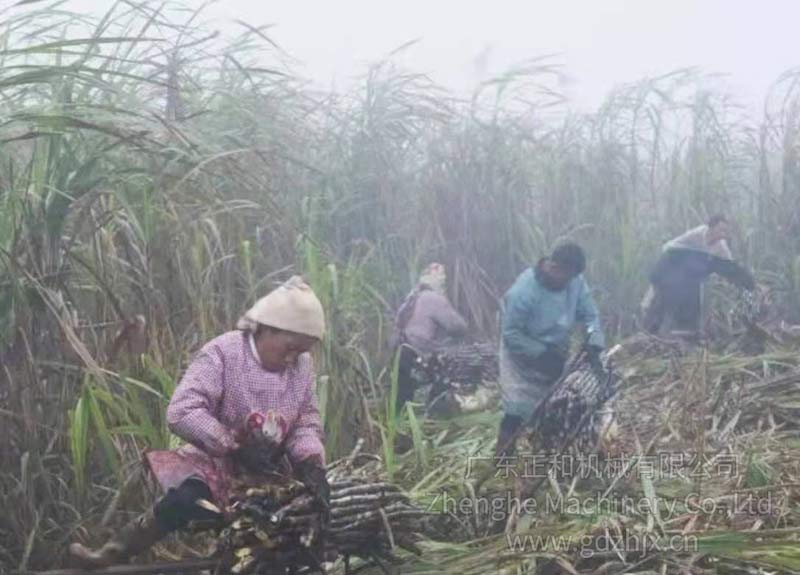 甘蔗全机械化生产和收获