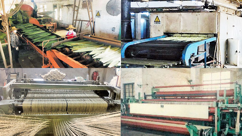 Sisal processing